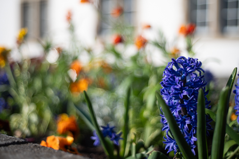 nikon 50mm 1.8 serie series e cheap affordable nikkor review 42mp sony nikon z 61mp z6 z7 z8 z9 a7riv a7rv contrast sharpness bokeh vignetting