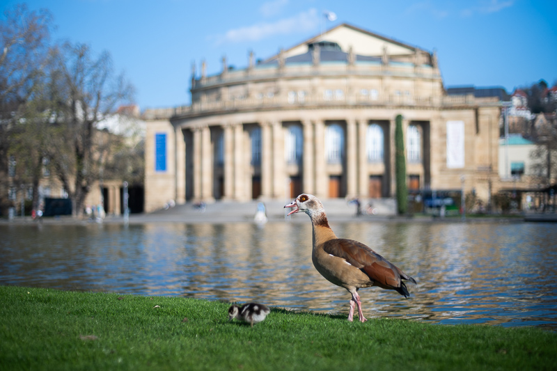 nikon 50mm 1.8 serie series e cheap affordable nikkor review 42mp sony nikon z 61mp z6 z7 z8 z9 a7riv a7rv contrast sharpness bokeh vignetting