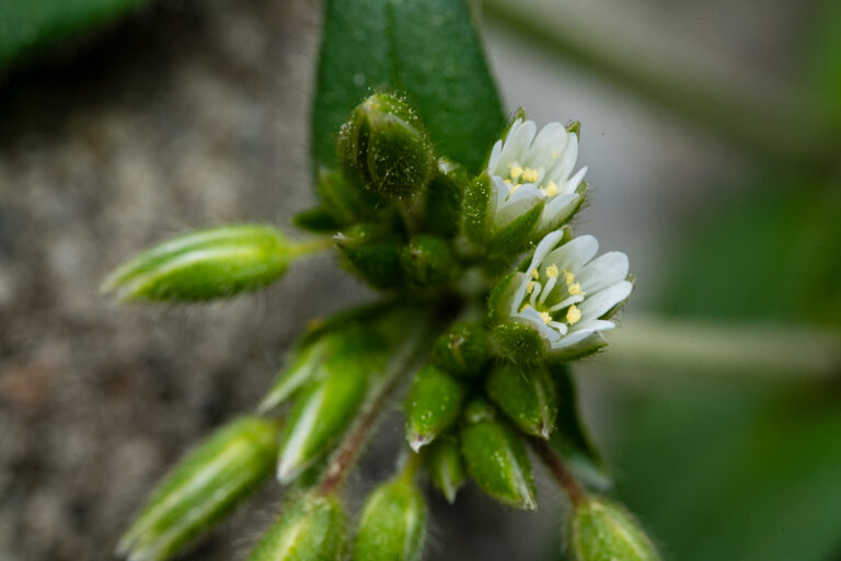 TTARTISAN M01 Mini Camera Flash & J01 Wireless Trigger - GN12, 5600K, 4 Power Levels, Built-in Battery For Sony/Canon/Nikon/Fuji