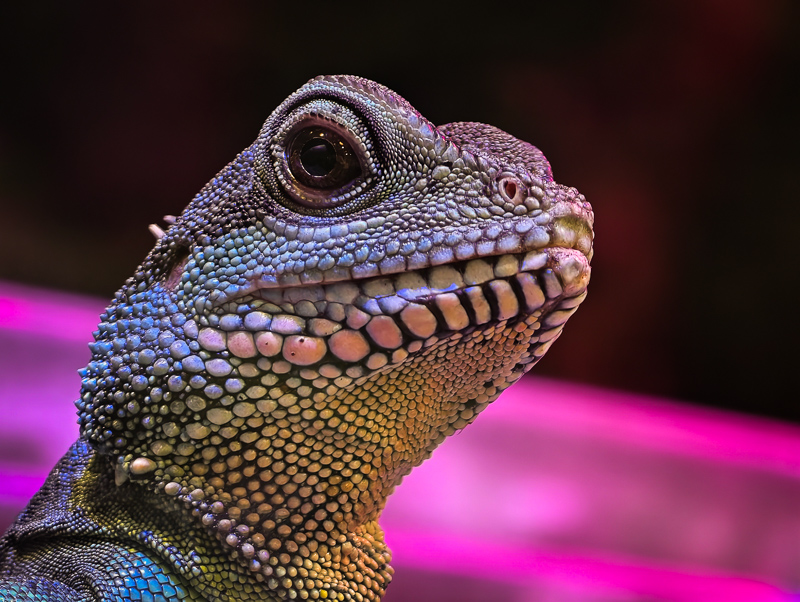 vivo x200 ultra review bokeh sharpness contrast vignetting comparison 50mp 200mp