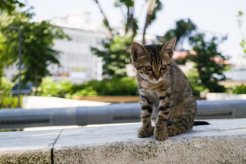 vivo x200 ultra review bokeh sharpness contrast vignetting comparison 50mp 200mp