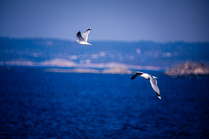 Nikon FE2 | Colour reversal film | Fujichrome Velvia 50