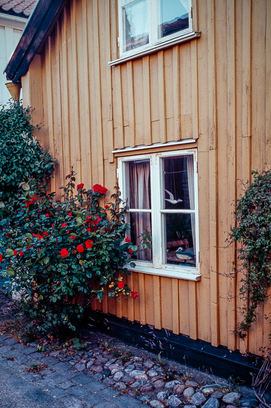 Nikon F-801s | Colour reversal film | Kodak Ektachrome Elite 100