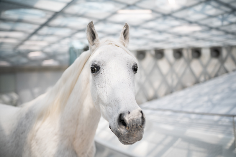 irix 30mm 1.4 dragonfly firefly blackstone south korea 42mp 61mp 24mp z6 z7 z8 z9 a7iv a7v a7riv a7riii a7r2 a7 a9 a1 review contrast resolution bokeh vignetting coma ca loca sunstars distortion