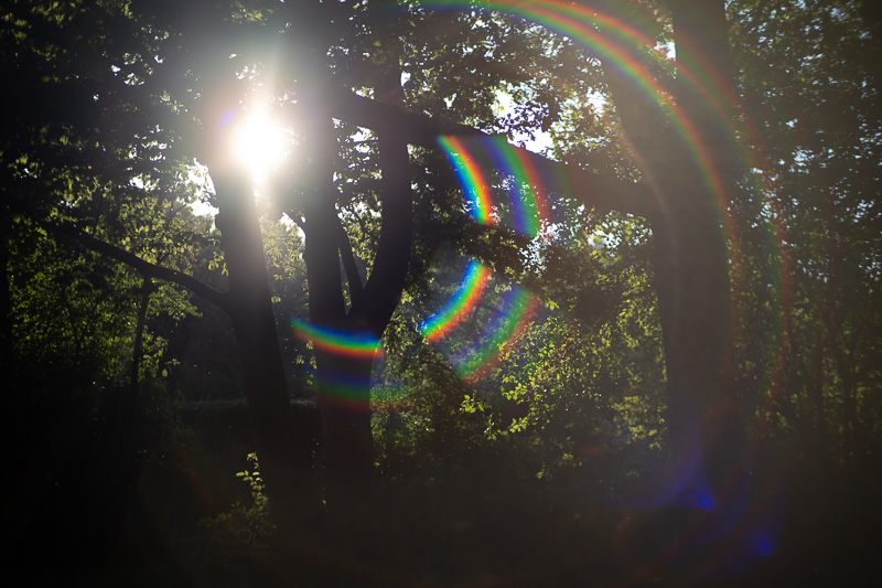 mr. ding optics studio 50mm 1.2 nikon z review m10 42mp 24mp sony a7rii contrast resolution bokeh coma noxlux