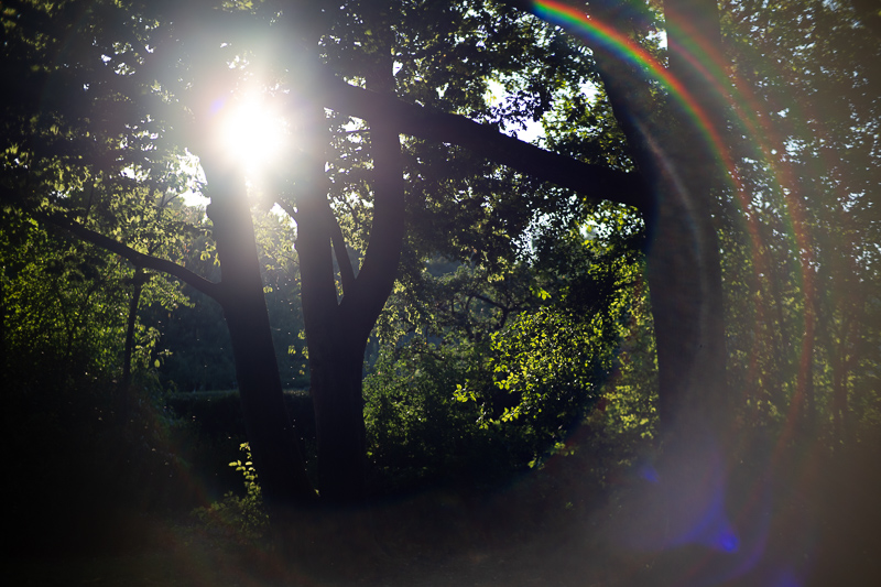 mr. ding optics studio 50mm 1.2 nikon z review m10 42mp 24mp sony a7rii contrast resolution bokeh coma noxlux