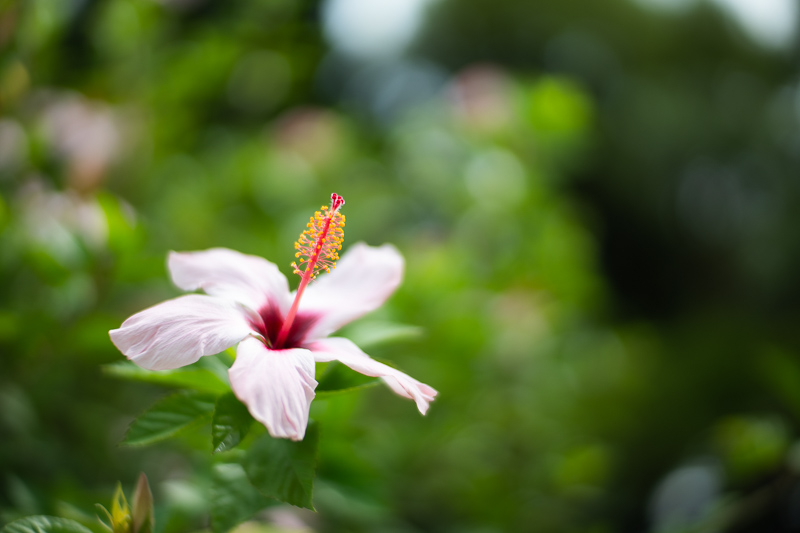 mr. ding optics studio 50mm 1.2 nikon z review m10 42mp 24mp sony a7rii contrast resolution bokeh coma noxlux