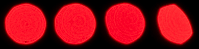 sony fe 70mm-200 4.0 g macro oss mark ii mk 2 sony 42mp 61mp a7rii a7riv a7riii a1 a9iii a7rv review resolution sharpness contrast bokeh vignetting coma