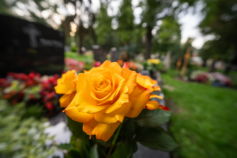 viltrox af 14mm 4.0 fe air small review sharpness contrast bokeh coma vignetting 42mp 63mp sony a7 a7rii a7iii a7riv a7rv a7iv a1 a9 a9ii