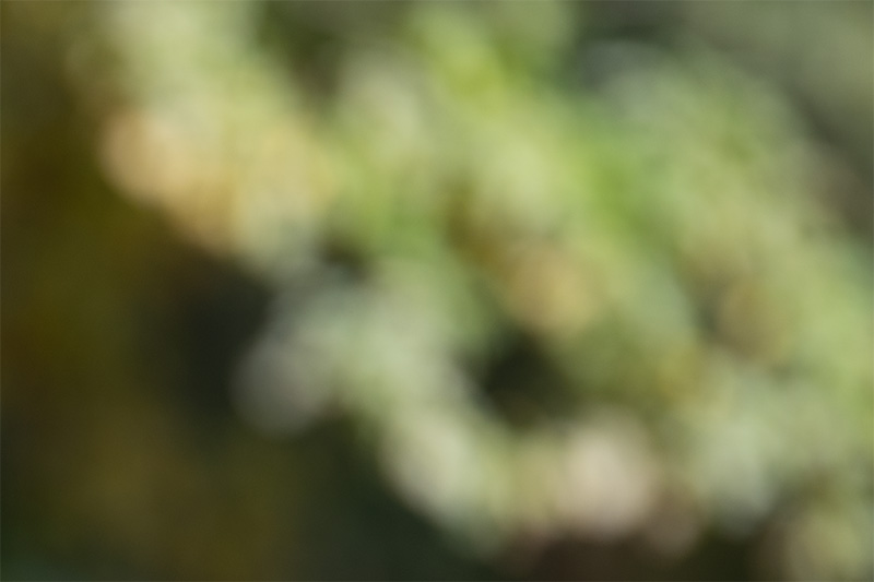 laowa af c-dreamer aura 200mm 2.0 f/2.0 super tele fast 2025 sport reportage press review 42mp sony nikon z 61mp z6 z7 z8 z9 a1 a9 a9ii a1ii a7riv a7rv contrast sharpness bokeh vignetting a7v ac7 zf