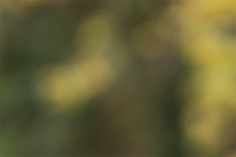 sigma 135mm 1.4 art dg aizu bokeh master sony 42mp 61mp a7rii a7riv a7riii a1 a9iii a7rv review resolution sharpness contrast bokeh vignetting coma astrophotography z6 z7 z8 z9 zf a1 a1ii a9 a9ii l-mount
