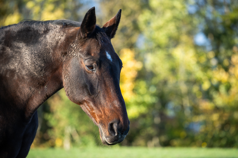 sony fe 70mm-200 4.0 g macro oss mark ii mk 2 sony 42mp 61mp a7rii a7riv a7riii a1 a9iii a7rv review resolution sharpness contrast bokeh vignetting coma