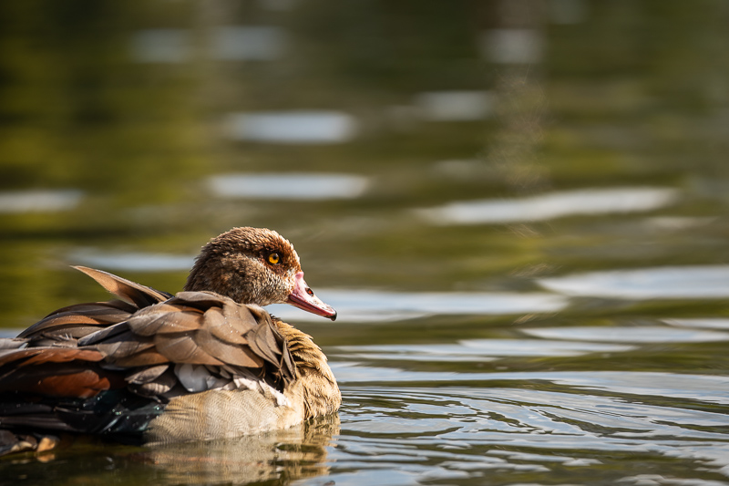 sony fe 70mm-200 4.0 g macro oss mark ii mk 2 sony 42mp 61mp a7rii a7riv a7riii a1 a9iii a7rv review resolution sharpness contrast bokeh vignetting coma