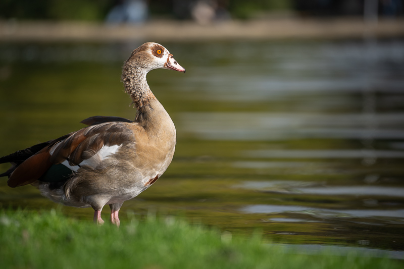 sony fe 70mm-200 4.0 g macro oss mark ii mk 2 sony 42mp 61mp a7rii a7riv a7riii a1 a9iii a7rv review resolution sharpness contrast bokeh vignetting coma