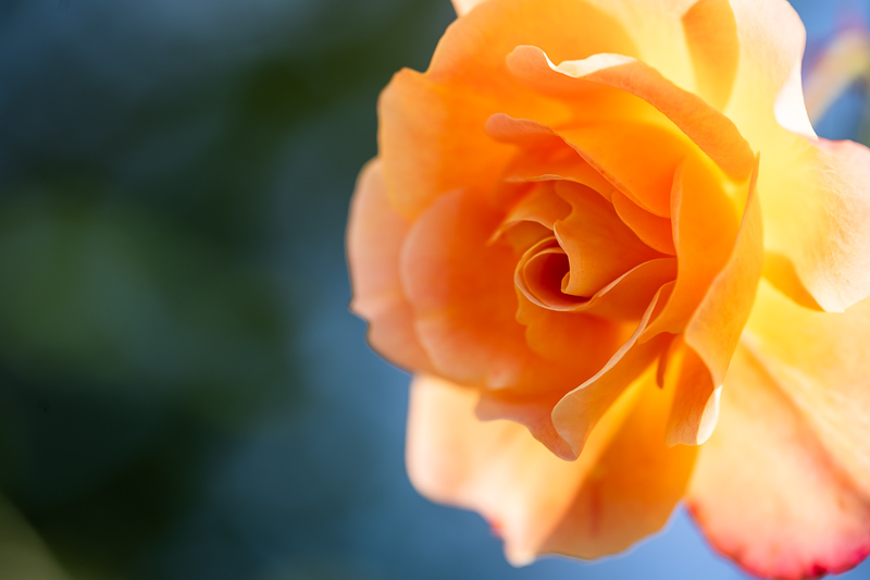 sony fe 70mm-200 4.0 g macro oss mark ii mk 2 sony 42mp 61mp a7rii a7riv a7riii a1 a9iii a7rv review resolution sharpness contrast bokeh vignetting coma