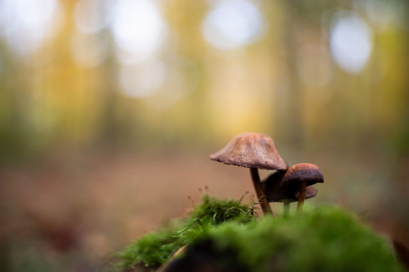 viltrox 35mm 1.2 lab fe pro af bokeh master gm sony 42mp 61mp a7rii a7riv a7riii a1 a9iii a7rv review resolution sharpness contrast bokeh vignetting coma astrophotography z6 z7 z8 z9