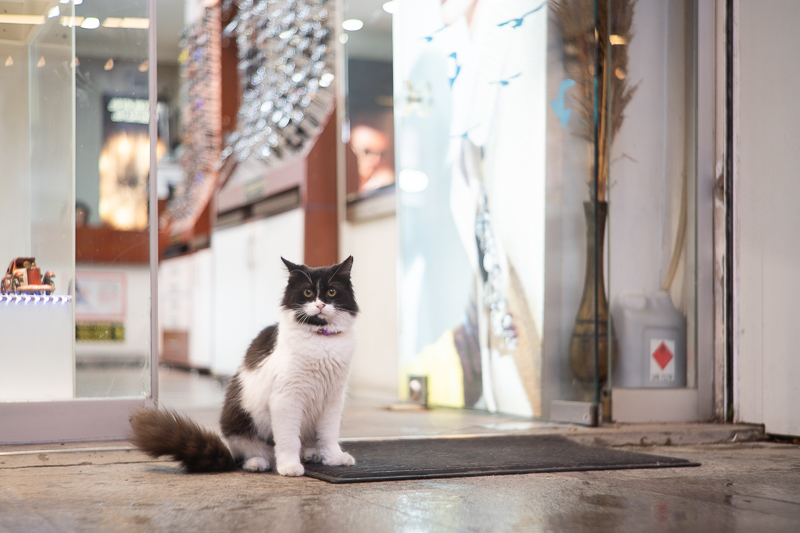 omnar bertele sonnar flb review leica m10 m11 m9 42mp 24mp cinematic contrast sharpness rendering bokeh 50mm 2.0 film analogue focus shift skyllaney