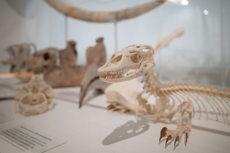 rico gr ii iii 3 gr3 iv gr4 griv compact digital 24mp review contrast resolution sharpness bokeh image quality