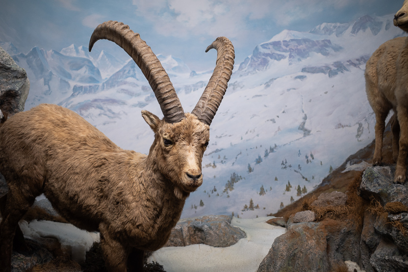 rico gr ii iii 3 gr3 iv gr4 griv compact digital 24mp review contrast resolution sharpness bokeh image quality