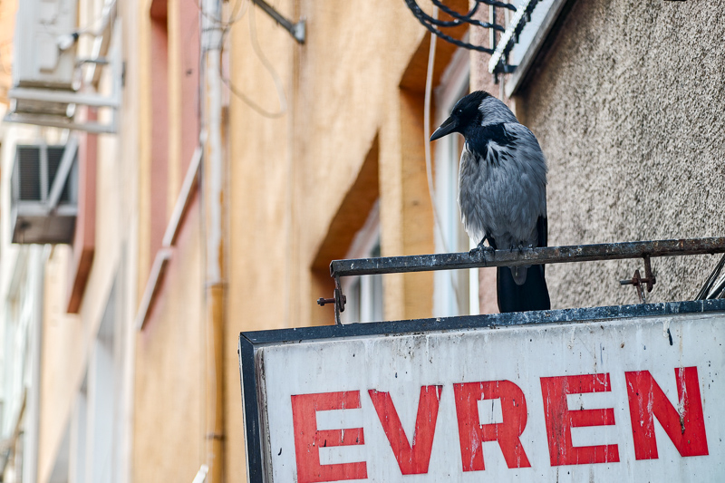 vivo x200 ultra review bokeh sharpness contrast vignetting comparison 50mp 200mp EXTENDER zeiss 2.35x 2,35 200mm