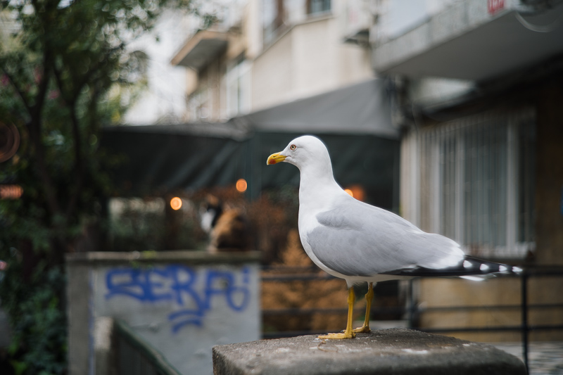 omnar bertele sonnar flb review leica m10 m11 m9 42mp 24mp cinematic contrast sharpness rendering bokeh 50mm 2.0 film analogue focus shift skyllaney