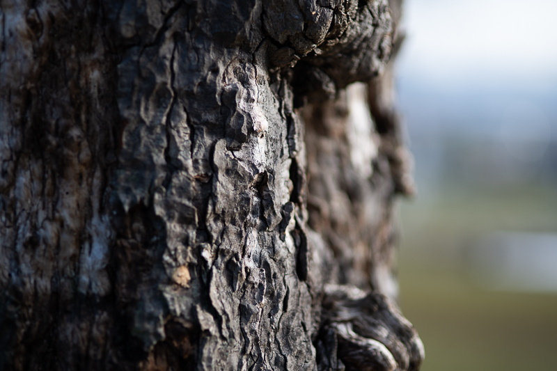 sigma 85mm 1.4 ex dg hsm sony a7riii a7riv a7v a7iv a9 a9ii a1 nikon zf z5 z6 z7 z8 z9 z6iii sharpness bokeh resolution contrast review