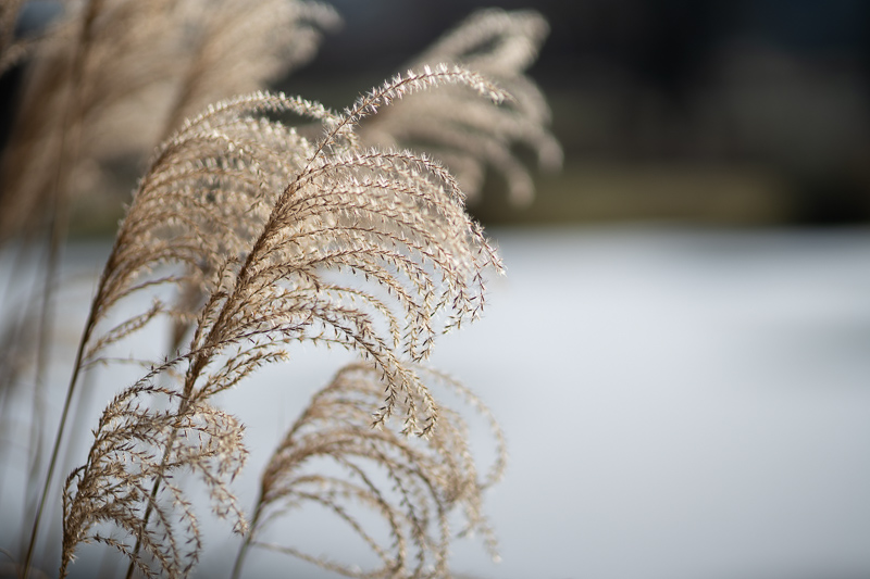 sigma 85mm 1.4 ex dg hsm sony a7riii a7riv a7v a7iv a9 a9ii a1 nikon zf z5 z6 z7 z8 z9 z6iii sharpness bokeh resolution contrast review