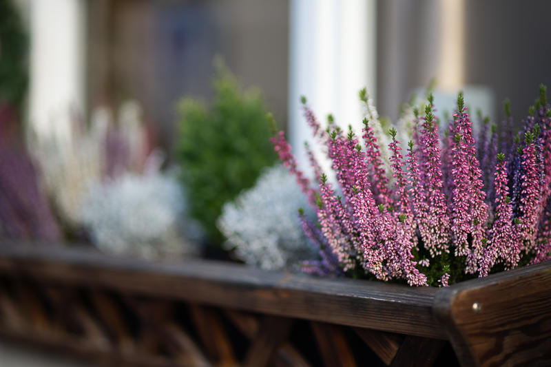 sigma 85mm 1.4 ex dg hsm sony a7riii a7riv a7v a7iv a9 a9ii a1 nikon zf z5 z6 z7 z8 z9 z6iii sharpness bokeh resolution contrast review