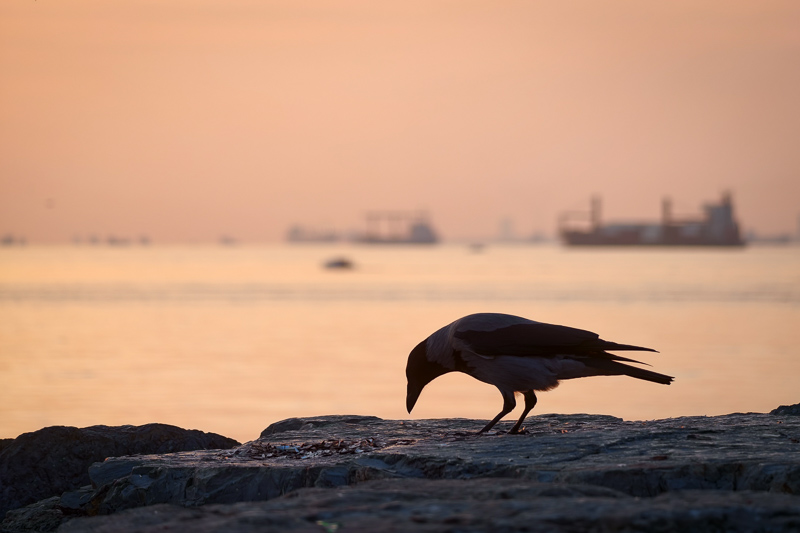 vivo x200 ultra review bokeh sharpness contrast vignetting comparison 50mp 200mp EXTENDER zeiss 2.35x 2,35 200mm