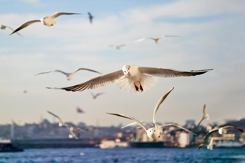 vivo x200 ultra review bokeh sharpness contrast vignetting comparison 50mp 200mp EXTENDER zeiss 2.35x 2,35 200mm