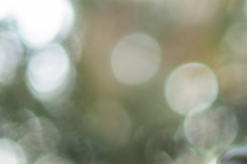 review DJ DJO DJ-optical optical china leica m 50mm 1.0 f/1.0 1,0 f/1,0 lens contrast resolution m11 m10 42mp 24mp 61mp m6 analogue contrast bokeh vignetting