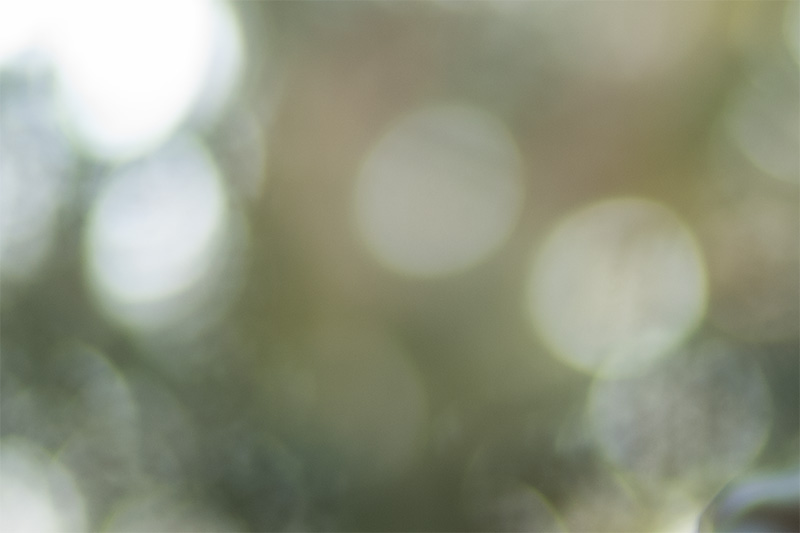 review DJ DJO DJ-optical optical china leica m 50mm 1.0 f/1.0 1,0 f/1,0 lens contrast resolution m11 m10 42mp 24mp 61mp m6 analogue contrast bokeh vignetting