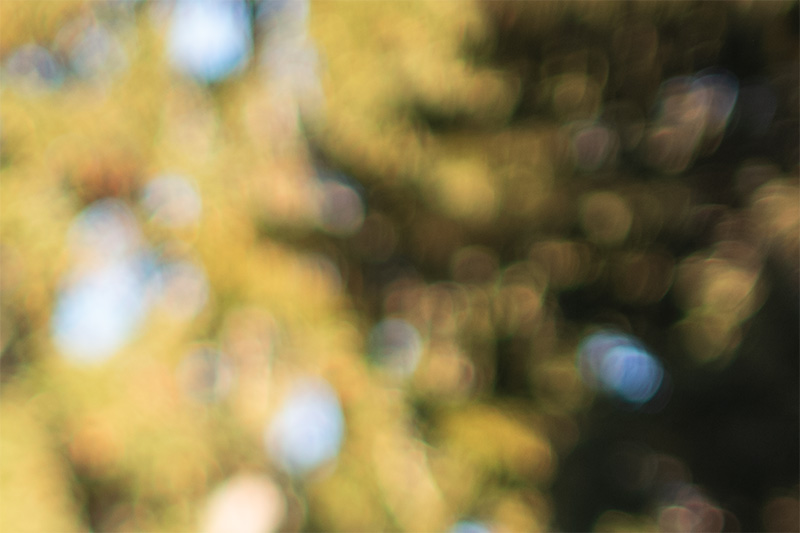 review DJ DJO DJ-optical optical china leica m 50mm 1.0 f/1.0 1,0 f/1,0 lens contrast resolution m11 m10 42mp 24mp 61mp m6 analogue contrast bokeh vignetting