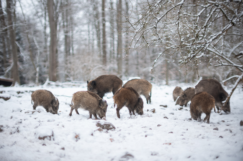 review DJ DJO DJ-optical optical china leica m 50mm 1.0 f/1.0 1,0 f/1,0 lens contrast resolution m11 m10 42mp 24mp 61mp m6 analogue contrast bokeh vignetting