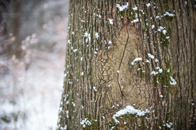 review DJ DJO DJ-optical optical china leica m 50mm 1.0 f/1.0 1,0 f/1,0 lens contrast resolution m11 m10 42mp 24mp 61mp m6 analogue contrast bokeh vignetting