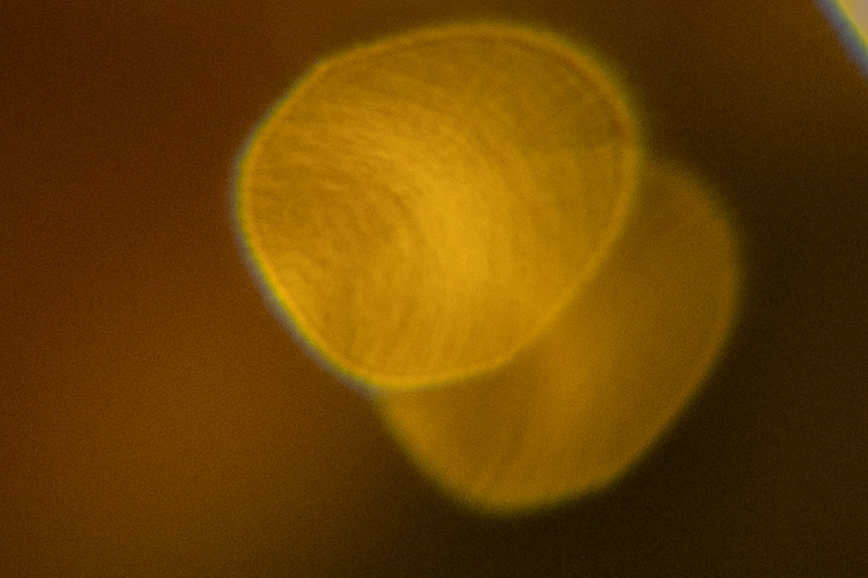 Bokeh | 7Artisans AF 24mm F/1.8 | Nikon Z7II