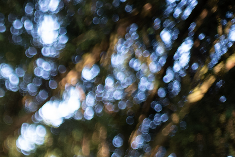 summicron iv 35mm 2.0 f/2.0 35 review leica m10 m11 m9 42mp 24mp cinematic contrast sharpness rendering bokeh film analogue