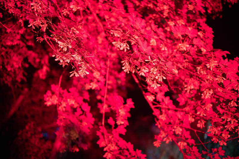 pergear 50mm 1.4 f/1.4 review sony e fe fullframe e-mount a7riv a7rv a7riii a7rii 42mp 61mp sharpness contrast review coma vignetting bokeh