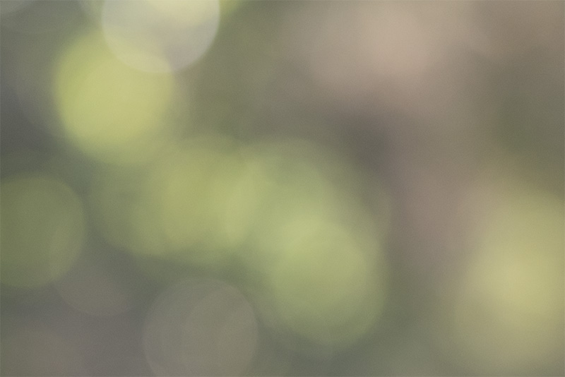 z 135mm 1.8 s plena nikon nikkor prime f/1.8 super fast 42mp 61mp 24mp nikon zf z6iii z8 z7ii z9 review resolution sharpness contrast bokeh vignetting coma AF