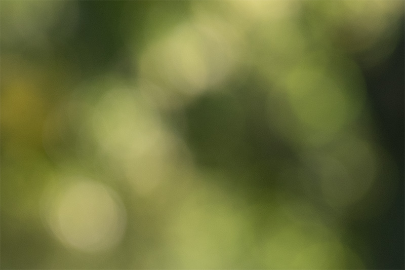z 135mm 1.8 s plena nikon nikkor prime f/1.8 super fast 42mp 61mp 24mp nikon zf z6iii z8 z7ii z9 review resolution sharpness contrast bokeh vignetting coma AF