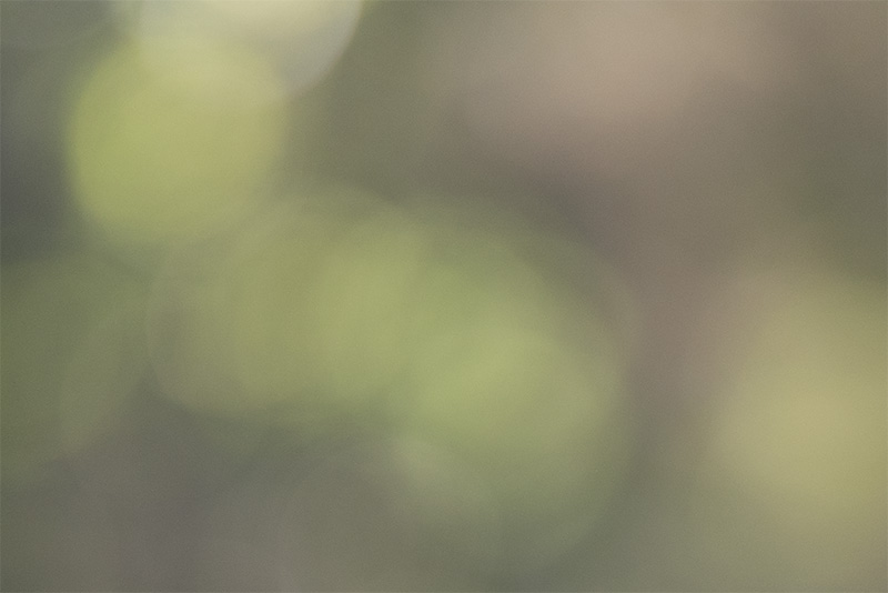 z 135mm 1.8 s plena nikon nikkor prime f/1.8 super fast 42mp 61mp 24mp nikon zf z6iii z8 z7ii z9 review resolution sharpness contrast bokeh vignetting coma AF