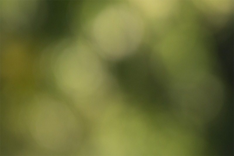z 135mm 1.8 s plena nikon nikkor prime f/1.8 super fast 42mp 61mp 24mp nikon zf z6iii z8 z7ii z9 review resolution sharpness contrast bokeh vignetting coma AF