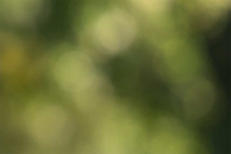 z 135mm 1.8 s plena nikon nikkor prime f/1.8 super fast 42mp 61mp 24mp nikon zf z6iii z8 z7ii z9 review resolution sharpness contrast bokeh vignetting coma AF