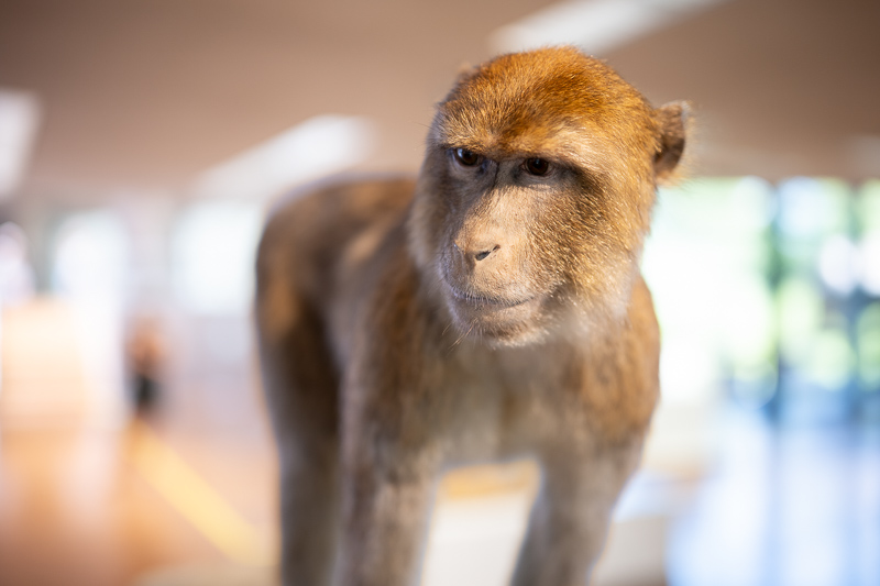 z 35mm 1.2 s nikon nikkor prime f/1.2 super fast 42mp 61mp 24mp nikon zf z6iii z8 z7ii z9 review resolution sharpness contrast bokeh vignetting coma AF
