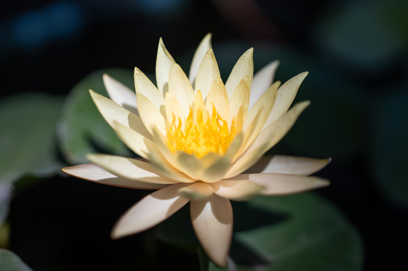z 135mm 1.8 s plena nikon nikkor prime f/1.8 super fast 42mp 61mp 24mp nikon zf z6iii z8 z7ii z9 review resolution sharpness contrast bokeh vignetting coma AF